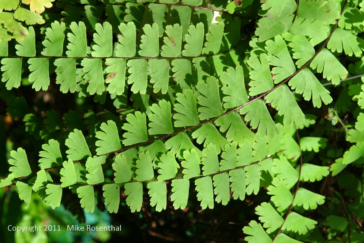 Adiantum caudatum